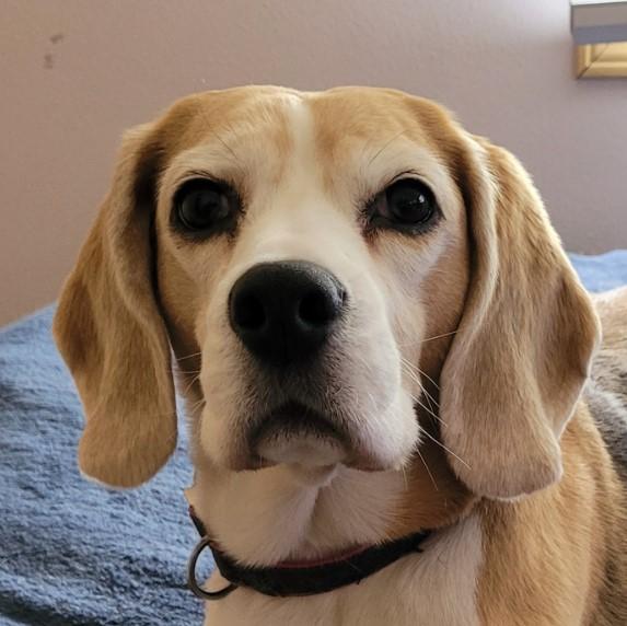 r/beagles community icon
