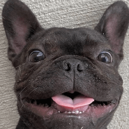 r/Frenchbulldogs community icon