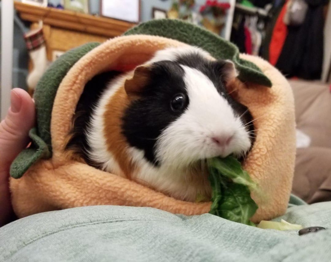 r/guineapigs community icon