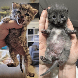 r/IllegallySmolCats community icon