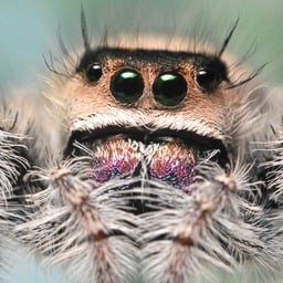 r/jumpingspiders community icon
