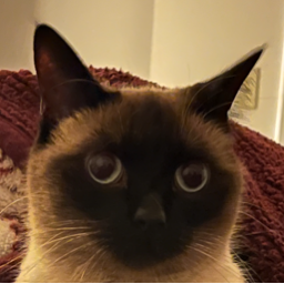 r/unknown_sub community icon