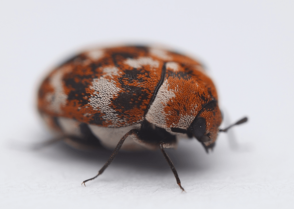 r/bugidentification community icon